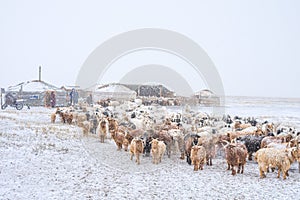 Herd of herbivorous animals in snowy prairie