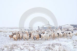 Herd of herbivorous animals in snowy prairie