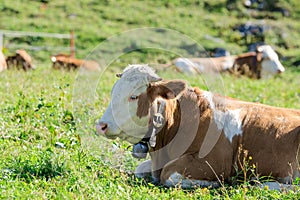 Herd of Hereford breed cows lying on sunshine Alpine pastureland photo