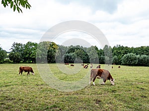 Herd of hereford cattle is grazing on a meadow