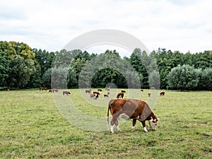 Herd of hereford cattle is grazing on a meadow