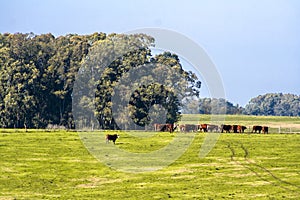 Herd of Hereford cattle on the pasture