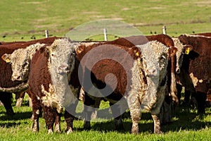 Herd of Hereford cattle on the pasture