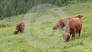 Herd of Highland cattle, an old Scottish breed of cattle, characterized by long horns and a shaggy coat, grazing in Alps