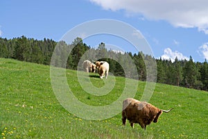 Herd of highland cows grazing on a rural green field
