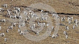Herd of Himalayan Blue Sheep, Bharal or Naur Pseudois nayaur on a mountain range, SiChuan, in a Tibetan Area, China