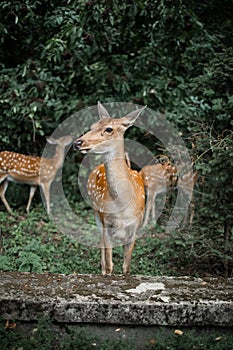 Herd of hinds standing in forest and eatting leaves.