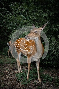 Herd of hinds standing in forest and eatting leaves.