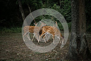 Herd of hinds standing in forest and eatting leaves.