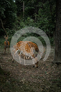 Herd of hinds standing in forest and eatting leaves.