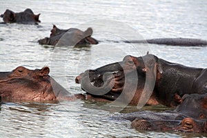 A herd of hippo (Hippopotamus amphibius) in a lake in Tanzania