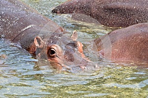 Herd of hippopotamus