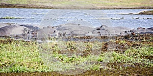 Herd of Hippos Basking in the Sun