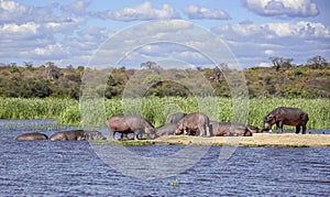 Herd of hippos of different ages and genders is resting and digesting food on sandy island