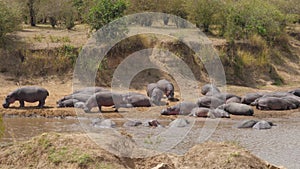 Herd of hippos rest and stand on the banks of the river cooled in the water