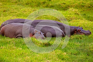 herd of hippos resting on the grass near a lake in the Arusha