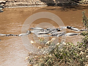 Herd of hippos resting in the water of the White Nile in the Masai Mara National Park