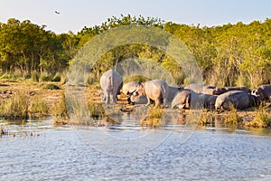 Herd of hippos sleeping, Isimangaliso Wetland Park, South Africa