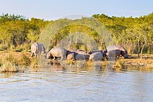 Herd of hippos sleeping, Isimangaliso Wetland Park, South Africa