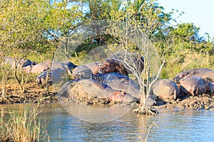 Herd of hippos sleeping, Isimangaliso Wetland Park, South Africa