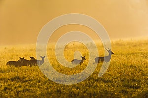 A herd of Hog Deer relaxing on a grassland at sunrise photo