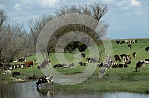 Herd of Holstein cattle crowd in green Pasture