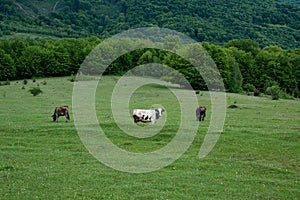 Herd of holstein cows in a grass pasture field lawn landscape.