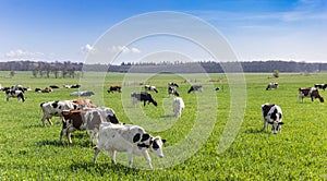 Herd of Holstein cows in the hills of Gaasterland