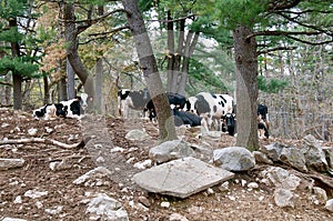 Herd of Holstein cows in a rocky wooded pasture