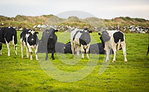 Herd of Holsteins in Ireland