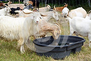 Herd of horned goats in field