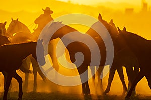 A Herd Of Horse Are Being Corralled By Mexican Horsemen At Sunrise