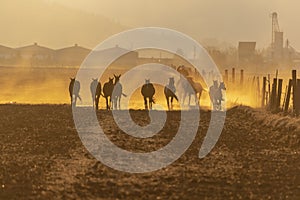 A Herd Of Horse Are Being Corralled By Mexican Horsemen At Sunrise