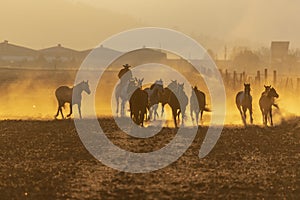 A Herd Of Horse Are Being Corralled By Mexican Horsemen At Sunrise