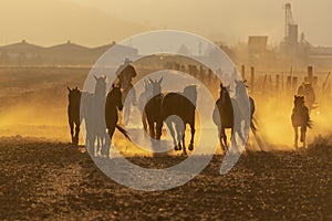 A Herd Of Horse Are Being Corralled By Mexican Horsemen At Sunrise