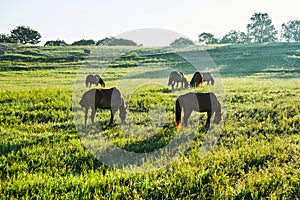 The Herd Horse on the grassland