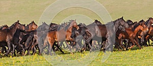 Herd of horse photo