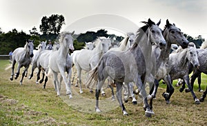 Herd of horses