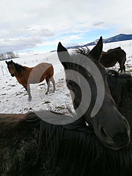 Herd of horses