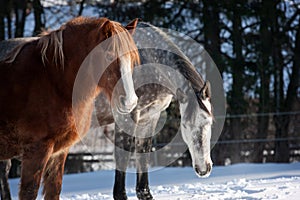 Herd of horses