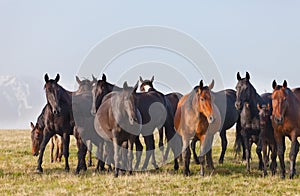 Herd of horses