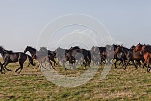 Herd of horses