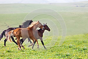 Herd of horses