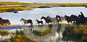 Herd of horses