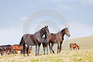 Herd of horses