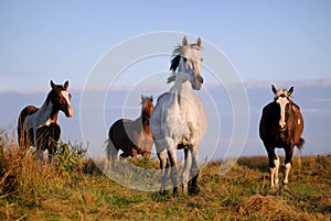 A herd of horses