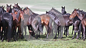 Herd of horses