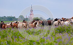 Herd of horses