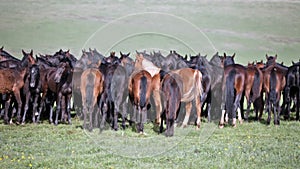 Herd of horses