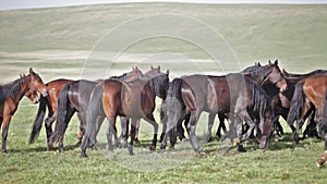 Herd of horses